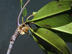 Kořenovník (Rhizophora apiculata Blume)