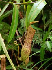 Láčkovka (Nepenthes gracilis Korth.)