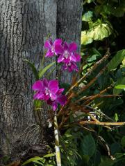 Stromobytec lišajový (Dendrobium phalaenopsis Fitzg.)