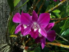 Stromobytec lišajový (Dendrobium phalaenopsis Fitzg.)
