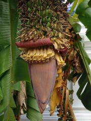 Banánovník (Musa chilocarpa Back.)