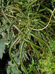 Lygodium circinnatum (Burm. f.) Sw.