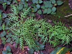 Selaginella flabellata (L.) Spring