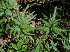 Selaginella padangensis Hieron
