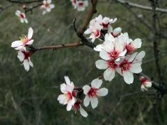 Mandloň obecná (Prunus dulcis (Mill.) D. A. Webb)   