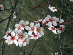Mandloň obecná (Prunus dulcis (Mill.) D. A. Webb)