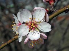 Mandloň obecná (Prunus dulcis (Mill.) D. A. Webb)