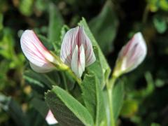 Jehlice dvoukvětá (Ononis biflora Desf.)