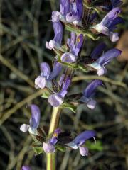 Šalvěj sporýšová (Salvia verbenaca L.)