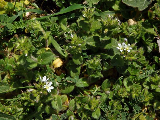 Rožec klubkatý (Cerastium glomeratum Thuill.)