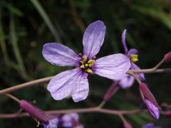 Moricandia arvensis (L.) DC., vícečetný květ (3)