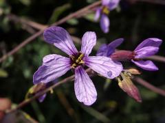 Moricandia arvensis (L.) DC., vícečetný květ (4)