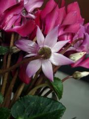 Brambořík perský (Cyclamen persicum Mill.) s vícečetným květem (1b)