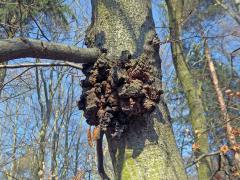 Nádor na buku lesním (Fagus sylvatica L.) (27)