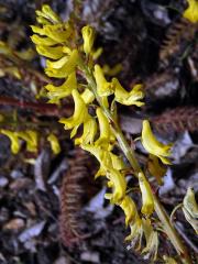 Dymnivka (Corydalis heterocarpa Siebodl & Zucc.)