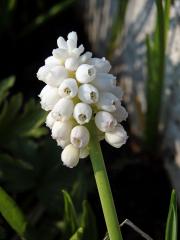 Modřenec širolistý (Muscari botryoides (L.) Mill.) s bílými květy