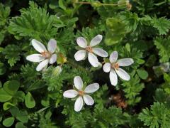Pumpava obecná (rozpuková) (Erodium cicutarium (L.) L´Hér.) se světlými květy (1)
