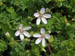 Pumpava obecná (rozpuková) (Erodium cicutarium (L.) L´Hér.) se světlými květy (2)