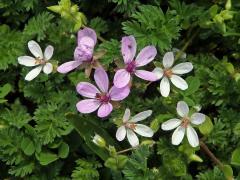Pumpava obecná (rozpuková) (Erodium cicutarium (L.) L´Hér.) se světlými květy (3)