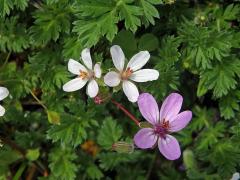Pumpava obecná (rozpuková) (Erodium cicutarium (L.) L´Hér.) se světlými květy (4)