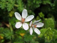 Pumpava obecná (rozpuková) (Erodium cicutarium (L.) L´Hér.) se světlými květy (5)