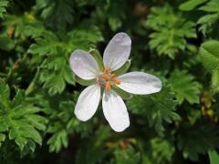 Pumpava obecná (rozpuková) (Erodium cicutarium (L.) L´Hér.) se světlými květy (6)