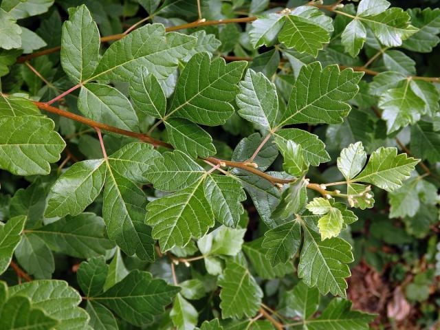 Škumpa kořenná (Rhus aromatica Ait.)