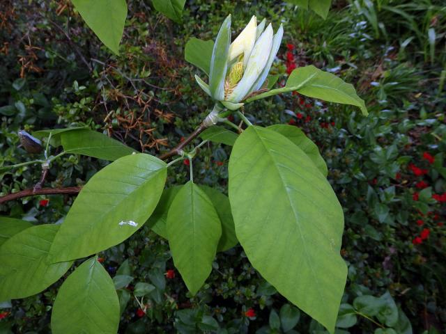 Šácholan zašpičatělý (Magnolia acuminata (L.) L.)