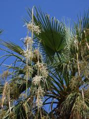 Washingtonie vláknitá (Washingtonia filifera (Rafarin) H. Wendl. ex de Bary)