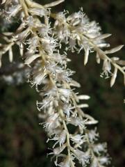 Washingtonie vláknitá (Washingtonia filifera (Rafarin) H. Wendl. ex de Bary)