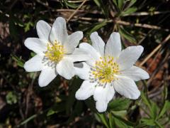 Sasanka hajní (Anemone nemorosa L.) - vícečetné květy (2b)