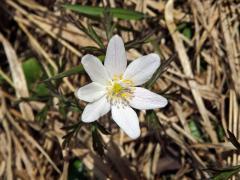 Sasanka hajní (Anemone nemorosa L.) - sedmičetný květ (1)