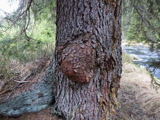 Smrk ztepilý (Picea abies (L.) Karsten) (15a) s nádorem na kmeni