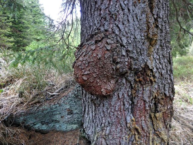 Smrk ztepilý (Picea abies (L.) Karsten) (15b) s nádorem na kmeni