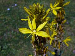 Asfodelína žlutá (Asphodeline lutea (L.) Rchb.)