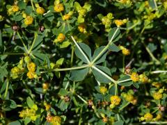 Pryšec (Euphorbia spinosa L.)