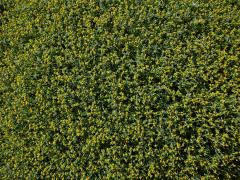 Pryšec (Euphorbia spinosa L.)