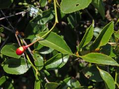 Třešeň křovitá (Prunus fruticosa Pallas)