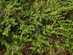 Bříza trpasličí (Betula nana L.)