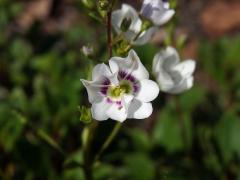 Parahebe lyallii (Hook. f.) W. R. B. Oliv. , zdvojený květ