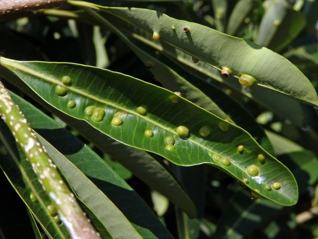 Hálky na lončatníku guyanském (Couroupita guianensis Aubl.)