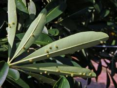 Hálky na lončatníku guyanském (Couroupita guianensis Aubl.)