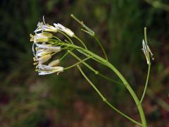 Huseník chudokvětý (Arabis pauciflora (Grimm) Garcke)