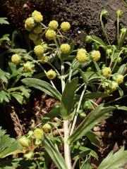 Pelyněk (Artemisia peduncularis M. Bieb.)