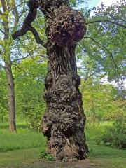 Nádor na topolu černém (Populus nigra L.) (3a)