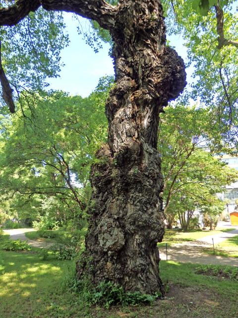 Nádor na topolu černém (Populus nigra L.) (3c)