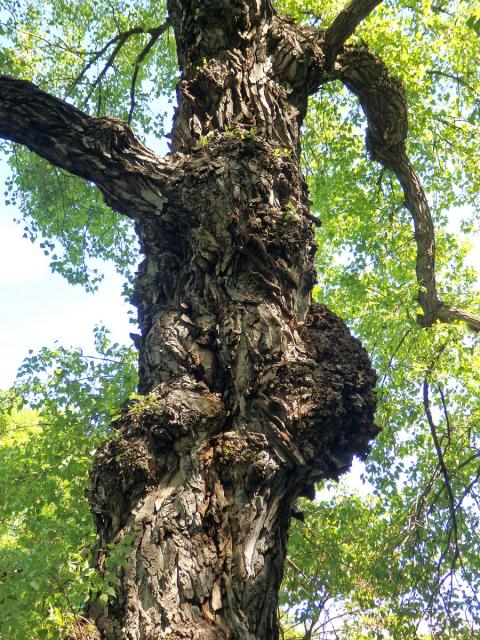 Nádor na topolu černém (Populus nigra L.) (3e)