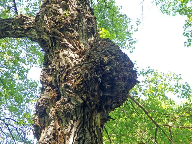 Nádor na topolu černém (Populus nigra L.) (3f)