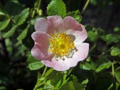 Růže polní (Rosa agrestis Savi)