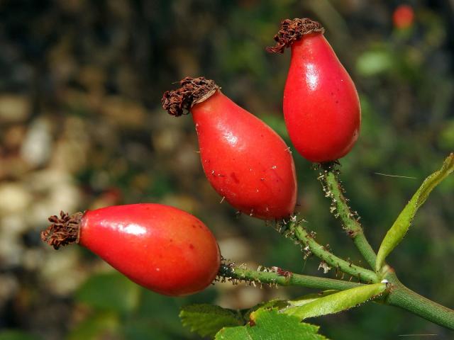 Růže polní (Rosa agrestis Savi)